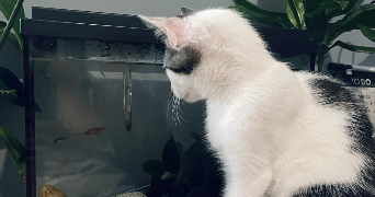 dorothée pet sitter à TOULOUSE 31400_2