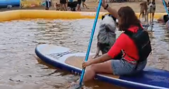 victoire pet sitter à CORNEBARRIEU 31700_1