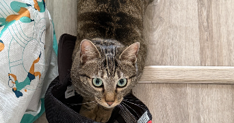 ilona pet sitter à PARIS 13 75013_0