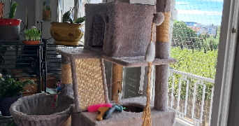 cannelle cat sitter à FREJUS 83600_5
