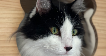 stephanie pet sitter à MARSEILLE 13 13013_1