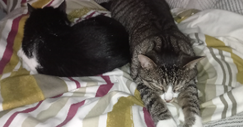 catalina pet sitter à ST JUNIEN 87200_2