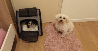 mignellie pet sitter à PAU 64000_7