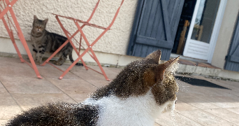 emmanuelle cat sitter à ONS EN BRAY 60650_1