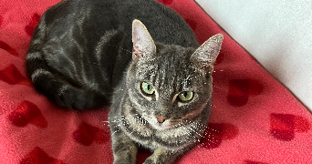chloé pet sitter à MARLY 57155_1