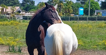 sanae pet sitter à POITIERS 86000_6
