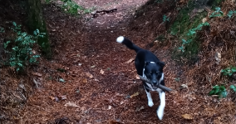 thomas pet sitter à AURAY 56400_1