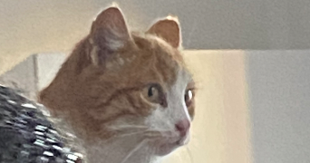 jany pet sitter à ROUEN 76000_7