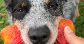 emeline pet sitter à NEUILLY SUR SEINE 92200_3