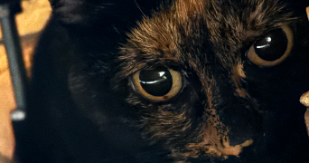 inssaf pet sitter à PONTOISE 95300_1