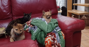 sonia pet sitter à MARSEILLE 08 13008_3