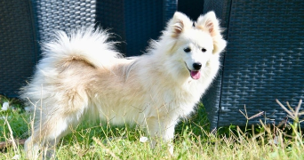 naïs  pet sitter à SIGNES 83870_1