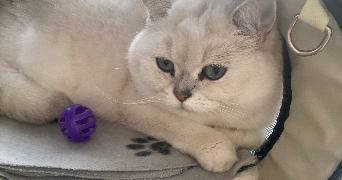 inssaf pet sitter à PONTOISE 95300_3