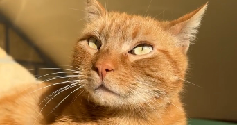 bisma cat sitter à DRANCY 93700_0