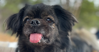 magali pet sitter à CORRENS 83570_2