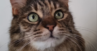kami pet sitter à BAGNOLET 93170_6