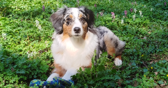 lissandra dog sitter à MOUTIERS 54660_0