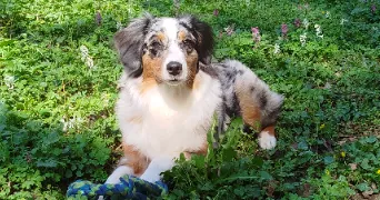 lissandra dog sitter à MOUTIERS 54660