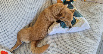 aude pet sitter à Mandelieu-la-Napoule 06210_13