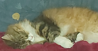 aurélie pet sitter à MONTEREAU FAULT YONNE 77130_6
