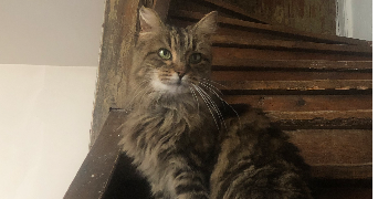 johanna pet sitter à ST GENIS LAVAL 69230_5