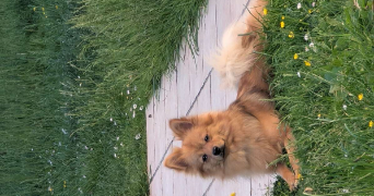 anaëlle pet sitter à ELBEUF 76500_8