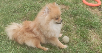 dominique dog sitter à GAGNY 93220_3