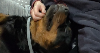 angélique  pet sitter à BOYNES 45300_13