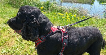 julien pet sitter à bischwihr 68320_1