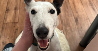lydie  pet sitter à MONTEVRAIN 77144_7