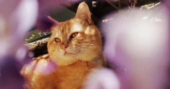 clara pet sitter à Audenge 33980_3