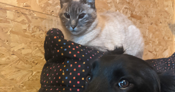 Stella pet sitter à BELLEVIGNY 85170_2