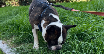 chloé pet sitter à Vélizy-Villacoublay 78140_5