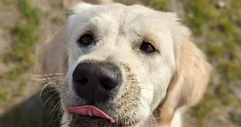fiona pet sitter à BERCK 62600