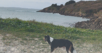 naya pet sitter à BREST 29200_4