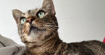 clara pet sitter à FERRALS LES CORBIERES 11200_1