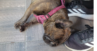 alicia pet sitter à VILLENEUVE D ASCQ 59650_6