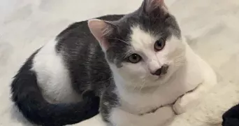 joana pet sitter à LE BARDON 45130