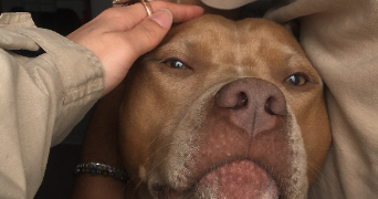 juliette pet sitter à CHOISY LE ROI 94600_1