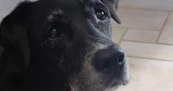 jean françois dog sitter à LA CELLE LES BORDES 78720