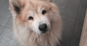 eléonore pet sitter à ARGENTAN 61200_0