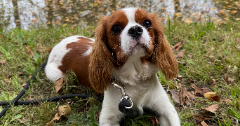 nadege pet sitter à La chapelle des fougeretz 35520_2