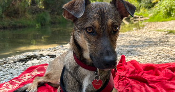 emeline dog sitter à EPINAY SUR SEINE 93800_6