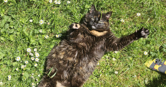 tiphaine pet sitter à ST JEAN DE LA RUELLE 45140_1