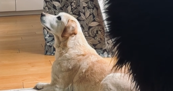 luna pet sitter à BREST 29200_1