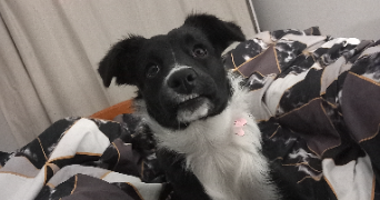 elodie pet sitter à LA LANDE DE FRONSAC 33240_0