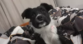 elodie pet sitter à LA LANDE DE FRONSAC 33240