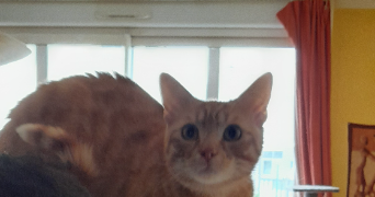 benjamin pet sitter à QUIMPER 29000_1