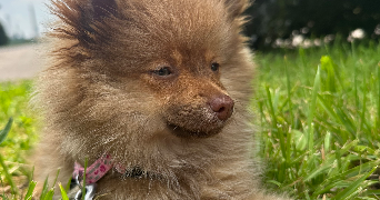 sarah pet sitter à CHATILLON SUR CHALARONNE 01400_1