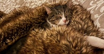 laura pet sitter à ANNECY 74000_2